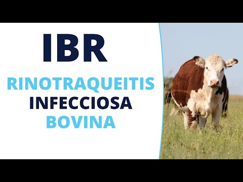 , title : 'Rinotraqueítis Infecciosa Bovina (IBR)'