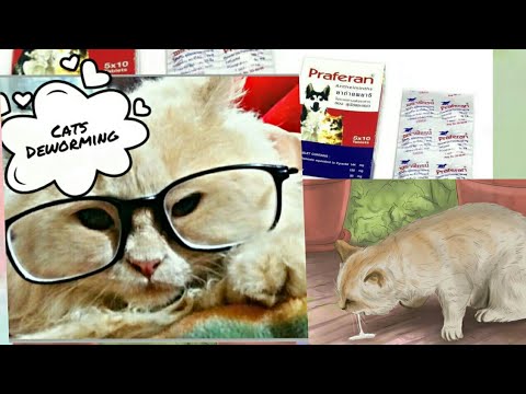 How to do Cat Deworming at home/Easy Cat deworming tips #cat #catcare #catholic #deworming #catlover