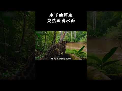 水下的鳄鱼，突然跃出水面咬住了长鼻猴的尾巴 #趣聞 #大陸 #动物科普
