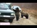 Русские медведи / Russian bears 