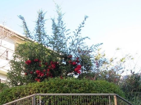 ピラカンサについて詳しく解説