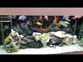 My Cichlids Tank Aqua One Brilliance 120 1
