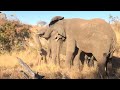 A Dramatic Moment as Khanyisa Screams and the Elephants Come Running