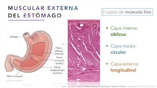 Estómago e Intestino - Digestivo, Renal y Endócrino