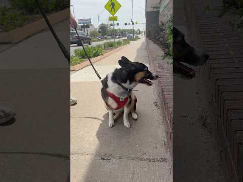 Wow! Look at her😊🐕🐕#shorts #shortvideo #funny #cat #dog