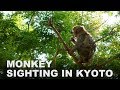 MONKEYing Around In ARASHIYAMA | SUMMER '19 IN JAPAN VLOG | Day 16