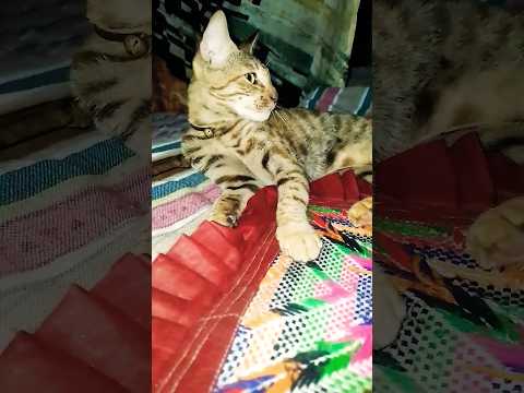 "She Did a Little Mischief... Then Vanished Like a Ninja!🐾💨" #funnycat #CatGoneWild #CatMischief