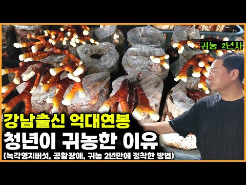 (귀농스쿨) 녹각영지버섯 재배