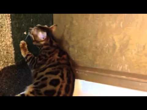 Chandana the Seattle Bengal after her walk on a leash