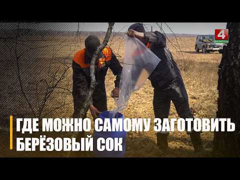 К заготовке березового сока приступили на Гомельщине