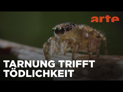Die Gefährlichen | Krasse Krabbeltiere | ARTE Fernweh