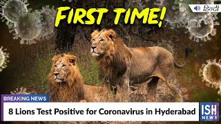 8 Lions Test Positive for Coronavirus in Hyderabad