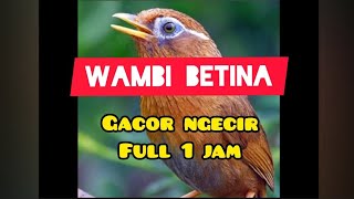 Download lagu WAMBI BETINA GACOR NGECIR 1 JAM mp3