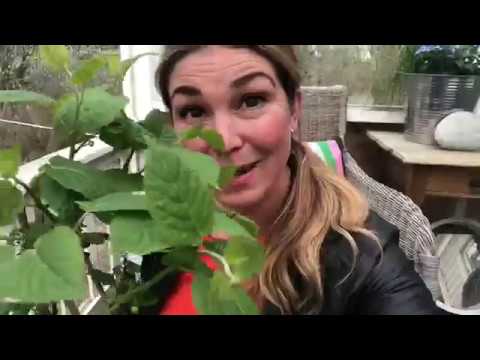 Odla På Balkong Eller Terrass Mobil Flyttbar Trädgård Med Ätbart Och Bärbuskar