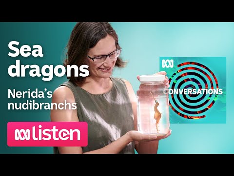 Dr Nerida Wilson Nudibranchs, sea dragons and siphonophores ABC Conversations Podcast