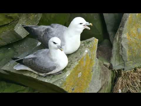 Búrnik severský (Fulmarus glacialis) — kolónia na Shetlandských ostrovoch