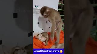 आलसी बिल्ली का नटखट 😇 | cat and monkey comedy | #shorts | #funnyvideo | #viral