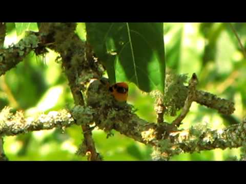 Tangara zlatá (Tangara arthus) — video o speve a chove