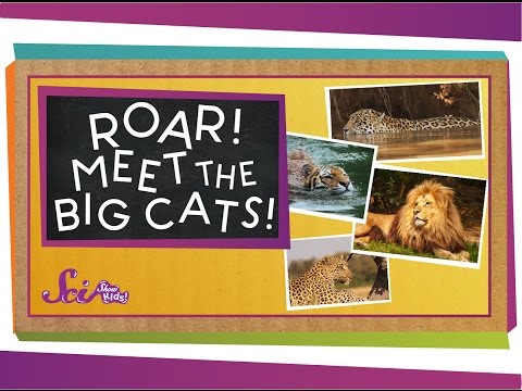 Roar! Meet the Big Cats! | Animal Science for Kids