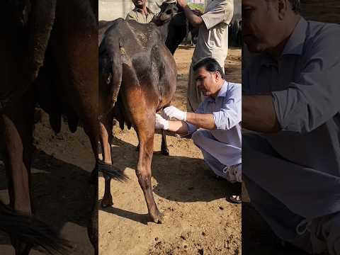 , title : 'Complete fixation of ligament in cow#animal #cow #cattledisease'