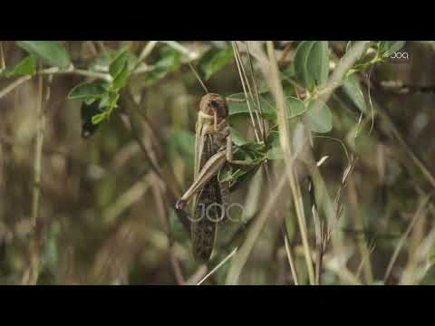 Karkalecat “pushtojnë” Tiranën, përse kaq të shumtë dhe sa të rrezikshëm janë