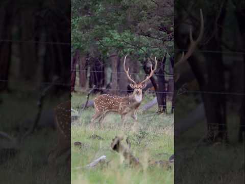 Giant Chital Deer Stag / Axis Buck!