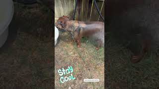 Video preview image #1 Mountain Cur-Unknown Mix Puppy For Sale in Jackson, MS, USA