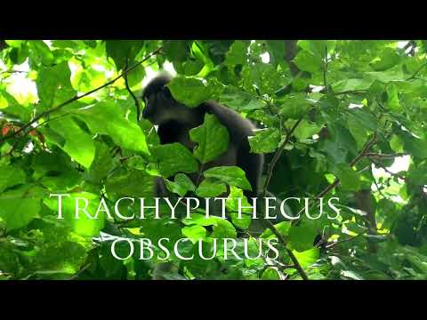 🎥 Langur fosc (Trachypithecus obscurus), Railay East Beach, Krabi, Thailand 2022 🔴 4K