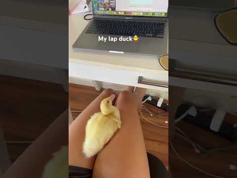 It's better than a lap dog😆