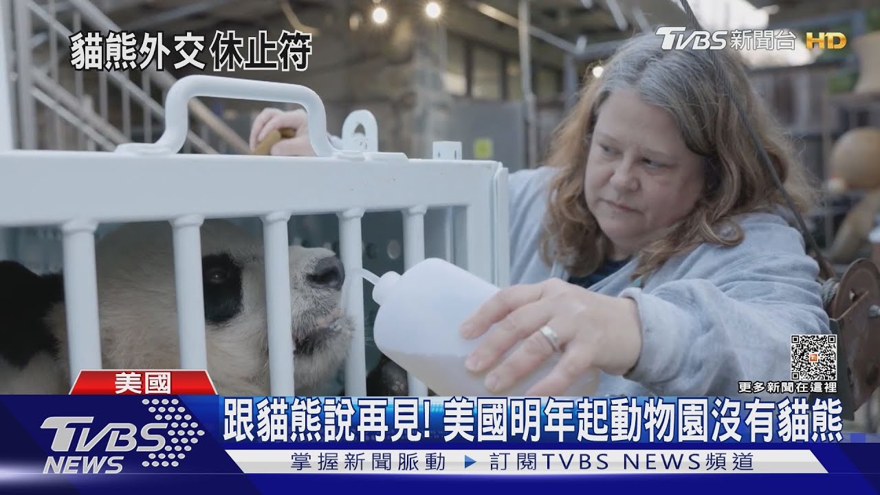 華府貓熊將送回成都!美中「貓熊外交」畫休止符