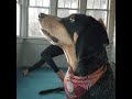 Cute Dog Look At Camera With A Girl