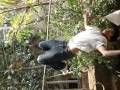 Hanging upside down a bar 
