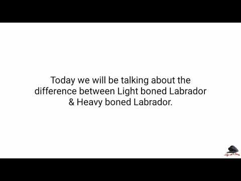 download lagu mp3 mp4 Light Boned, download mp3 Light Boned free downloadn, video klip Light Boned
