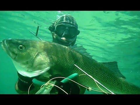 SEA BASS COMPILATION SPEARFISHING - BEST SHOTS WITH NETTUNO197 - FREE DIVING HUNTING SHALLOW WATERS