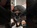 Close Up Of Making A Female Dog Go Pee When You Can T Express The Bladder