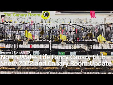 , title : 'The Canary Room Season 5 Ep 20 - Room update and North Wales Fife Show'