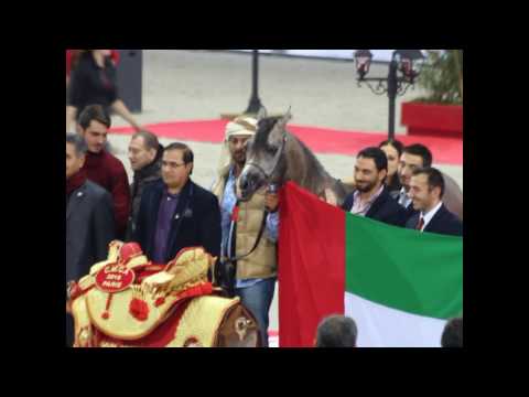 World Champion Yearling Male - 2016 - D Seraj