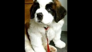 puppy surprise compilation NO:9