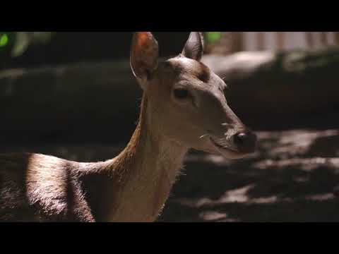 Essex County Deer Management