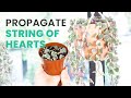 PROPAGATION TIPS HOW TO PROPAGATE STRING OF HEARTS USING BUTTERFLY METHOD SUCCULENT PROPAGATION