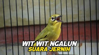Download lagu Pleci Nembak Wit Wit Ngalun Jernih Pas Banget Buat Masteran Pleci Bahan Mu Dirumah mp3 Download lagu Pleci Nembak Wit Wit Ngalun Jernih Pas Banget Buat Masteran Pleci Bahan Mu Dirumah mp3