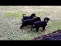Rottweiler dogs for sale: Renley - Video 1
