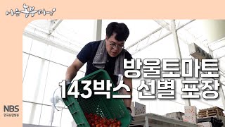 [나는농부다 307회] 방울토마토 143박스 선별 포장