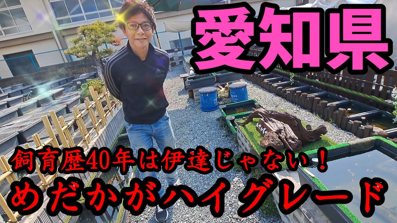 【愛知県】めだか飼育歴40年は伊達じゃない！ハイグレード個体達【品種改良メダカ専門店めだか屋なみ】金閣.双竜.蛇墨武リモーネ.竜章鳳姿.五式TypeR光.グラディオ！安らぎAQUAちゃんねる