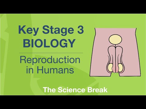 Key Stage 3 Science (Biology) - Reproduction in Humans