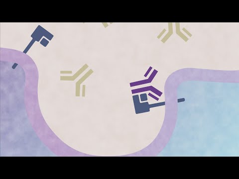 FcRn and the Long Half-Life of IgG Antibodies