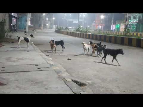 Gang fight between street dogs #viral video #dogfight