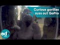 Watch Incredible Moment Curious Gorillas Suss Out GoPro
