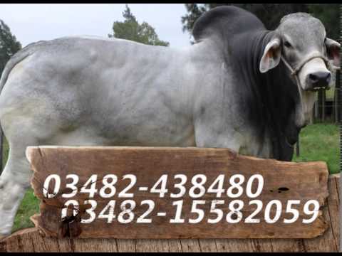 PUBLICIDAD EL QUEBRACHO