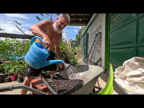 Planting LONG English cucumbers from seed for the Underground greenhouse  part 2
